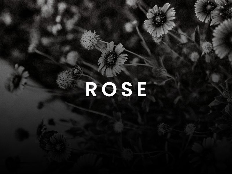 Rose