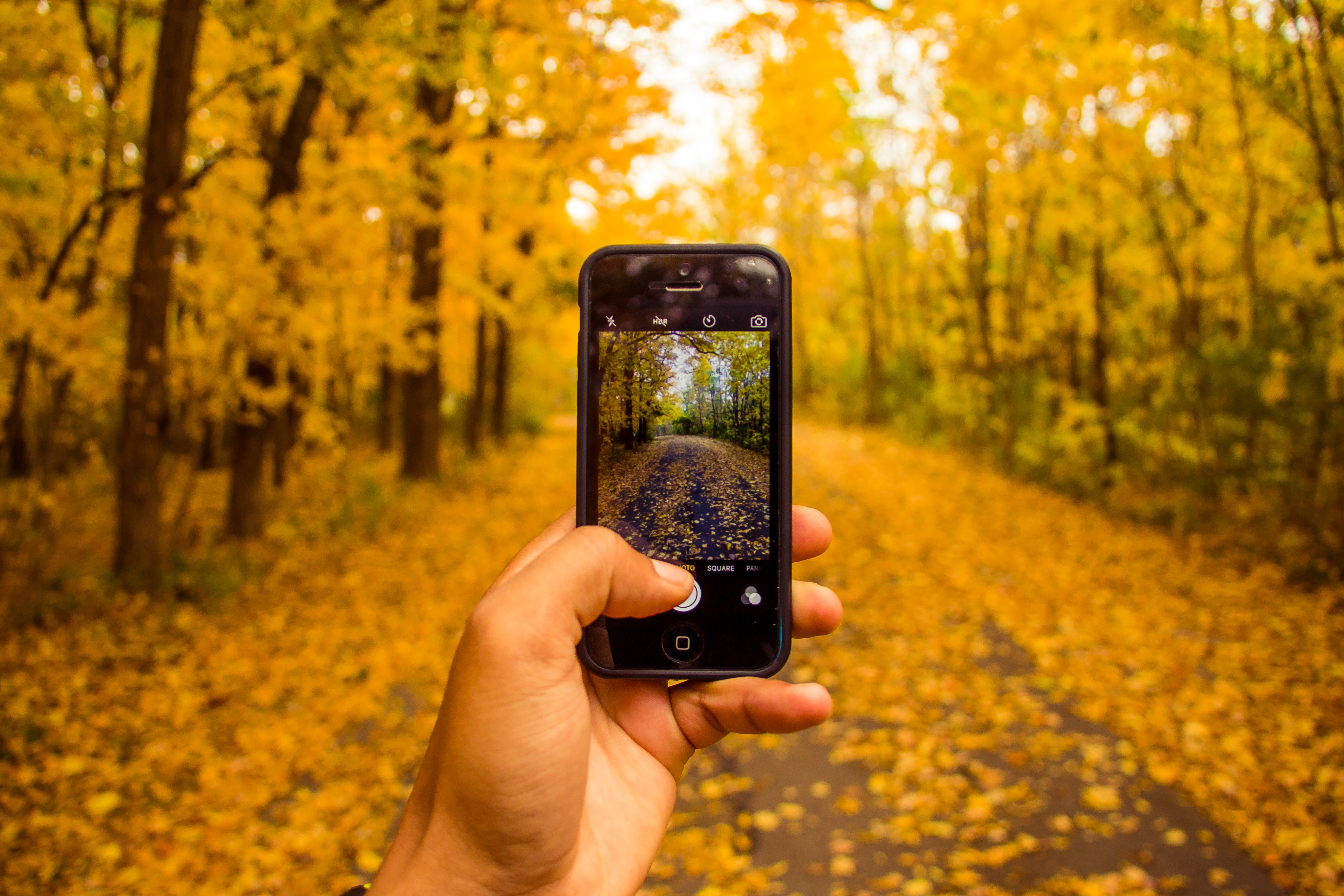 Fall foliage and smartphone apps (Dayne Topkin/unsplash)