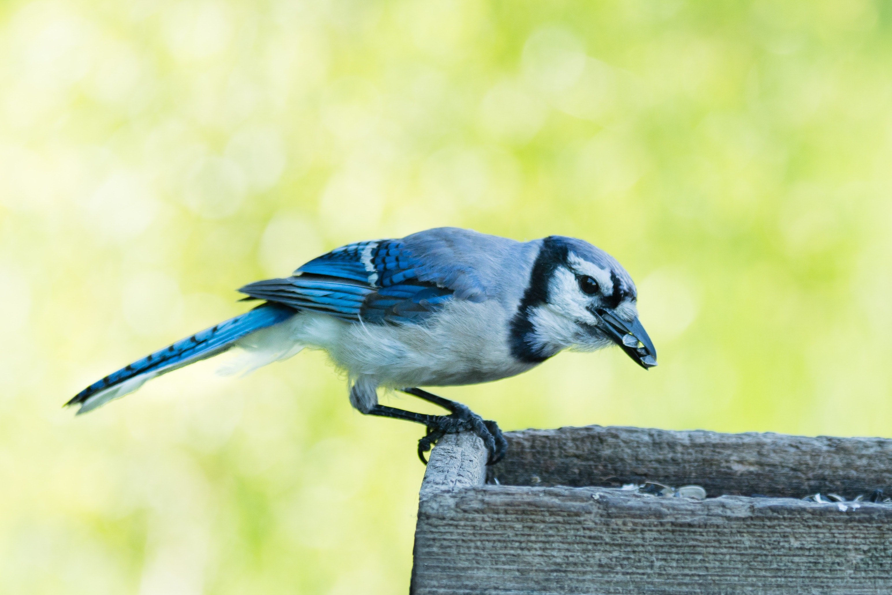 SEWE Wild Birds Unlimited bluebirds