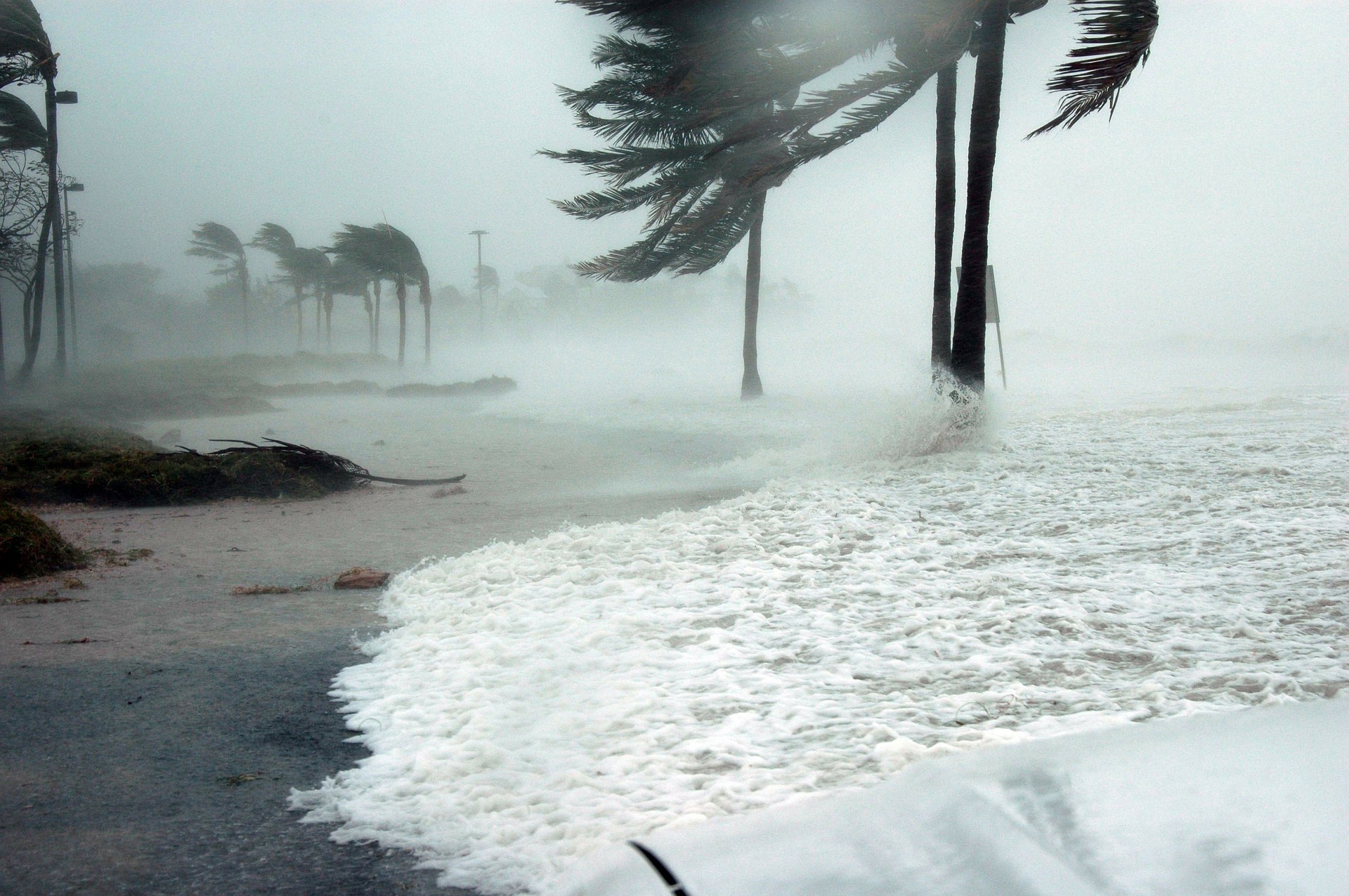 Hurricane History - beach palm trees