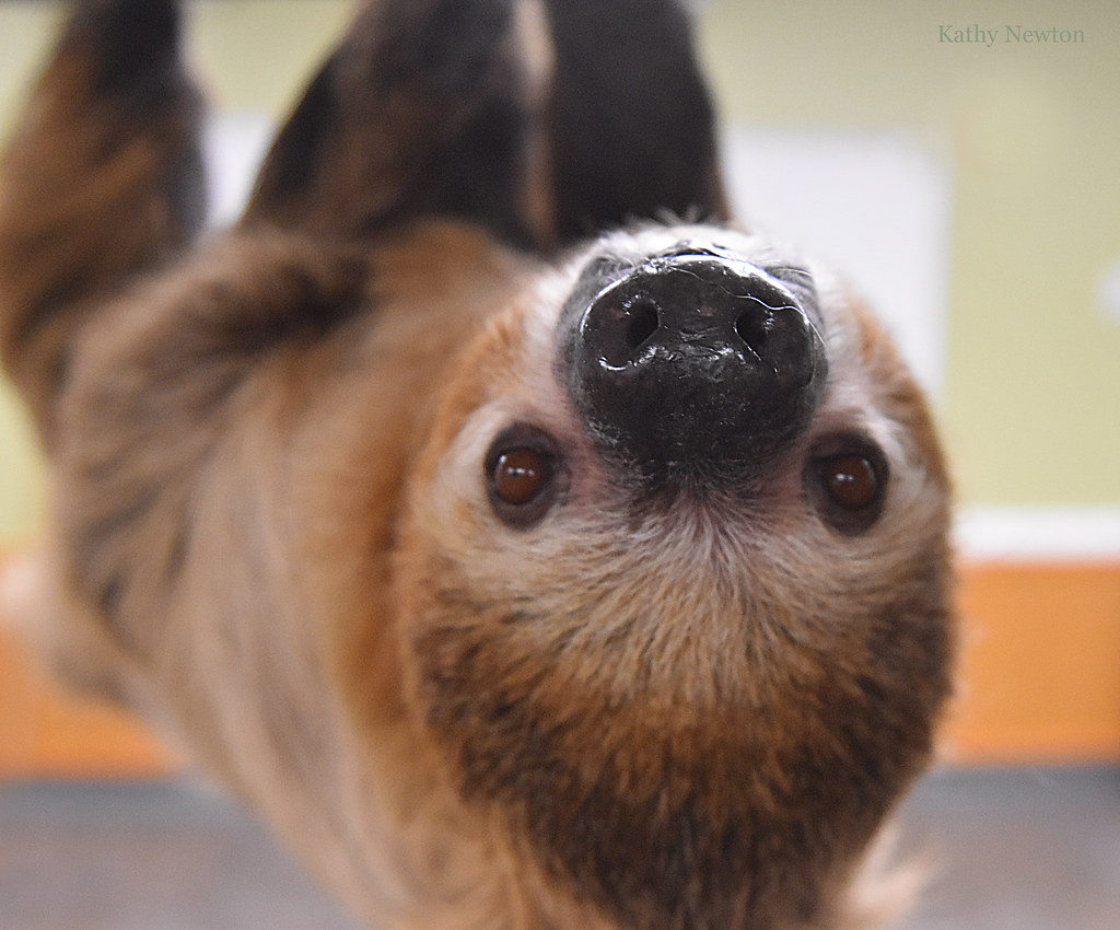 Sloth hanging upside down