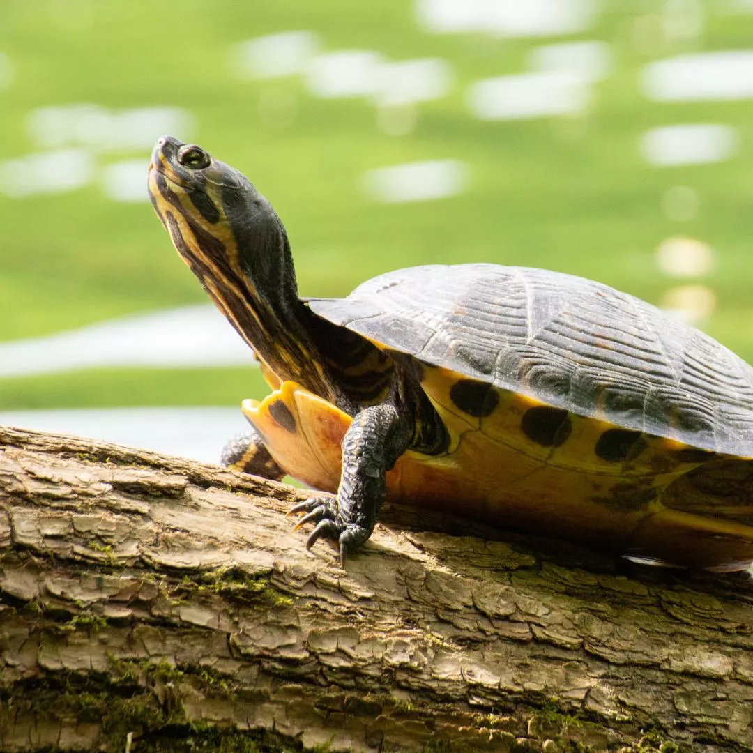 turtle