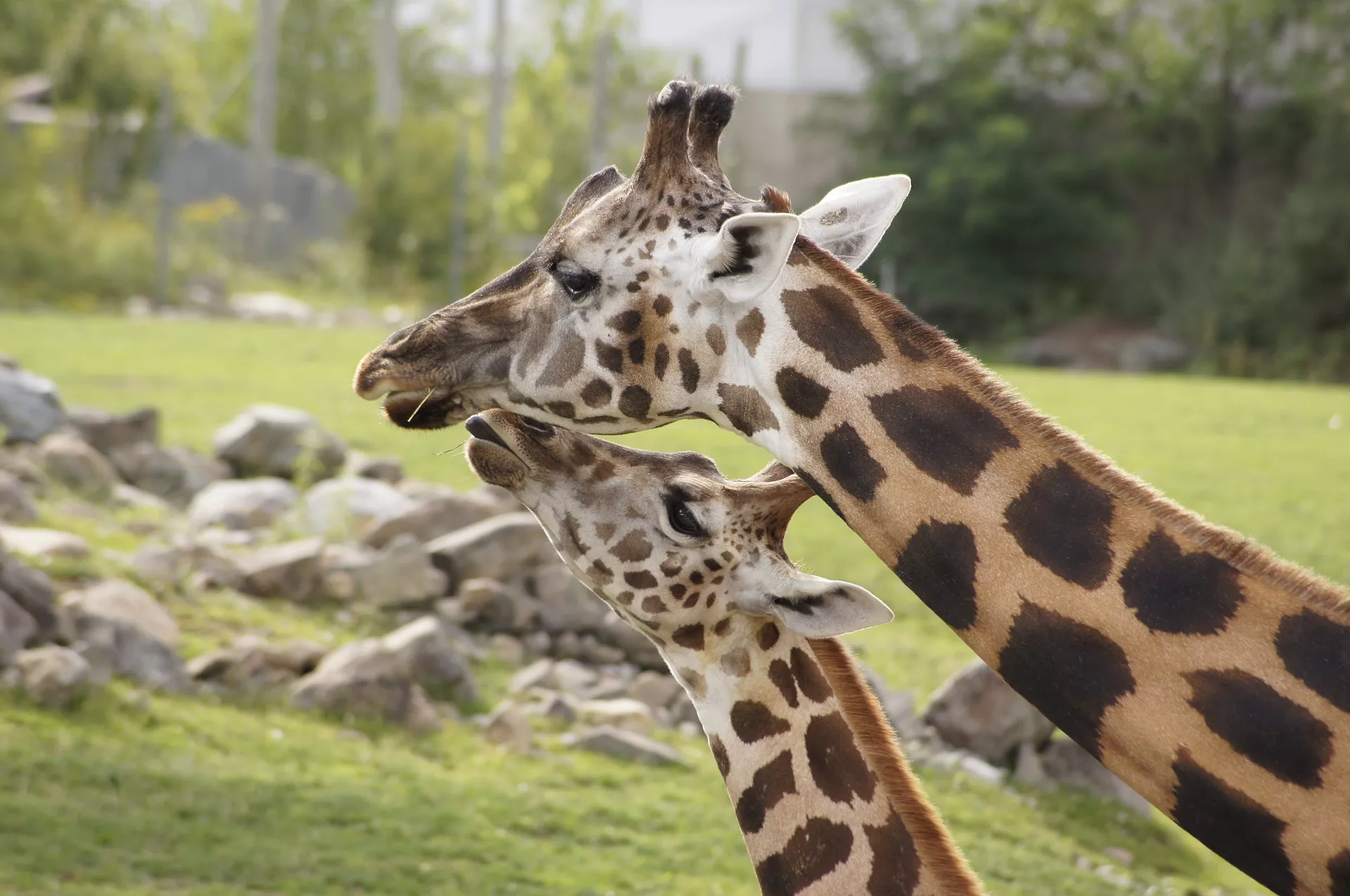 Giraffe