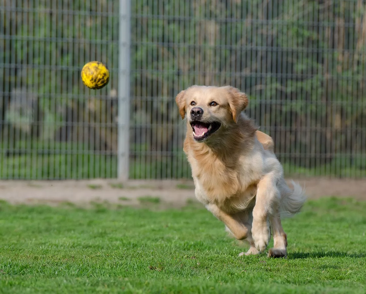 Dog chasing a ball