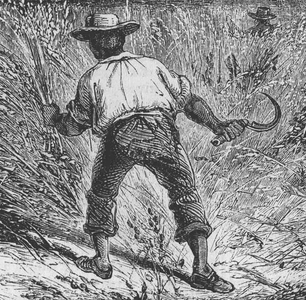 Harvesting Rice (Harper's Monthly, 1859)