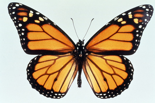 Clemson Green Thumb Event: Monarch Butterflies